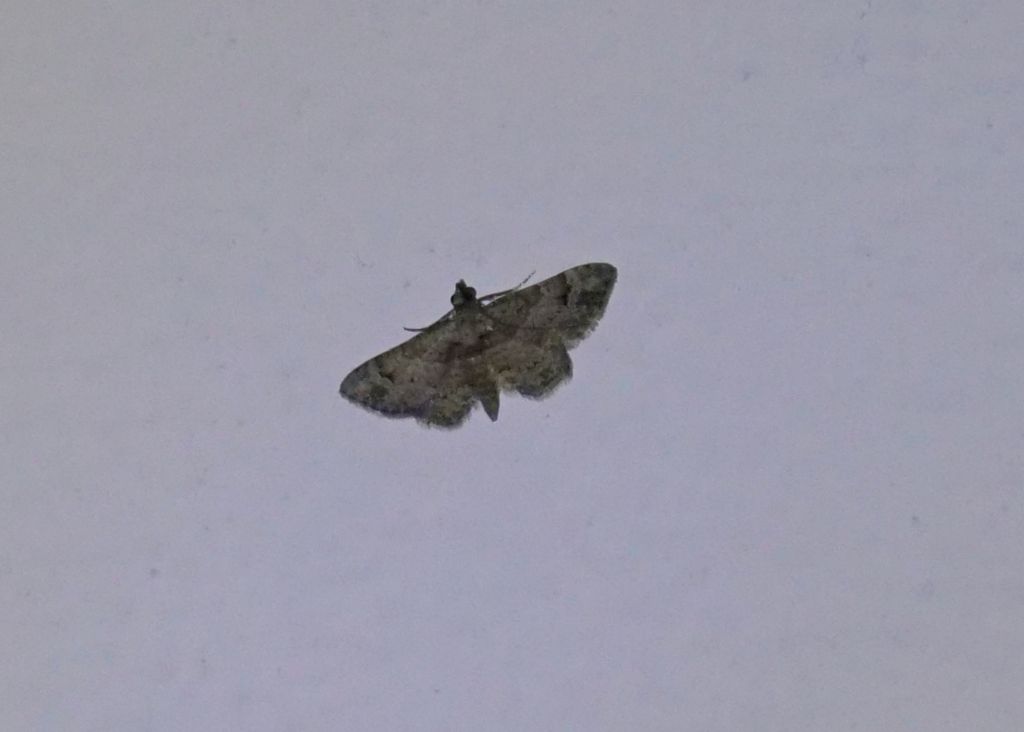 Falena da identificare